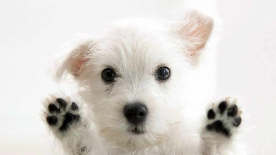 Puppy Paws Animal Wallpaper 034