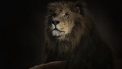 Resting Lion Animal wallpaper 162