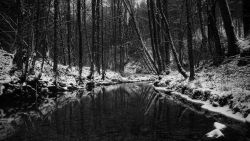 River Snow Trees Wallpaper 934