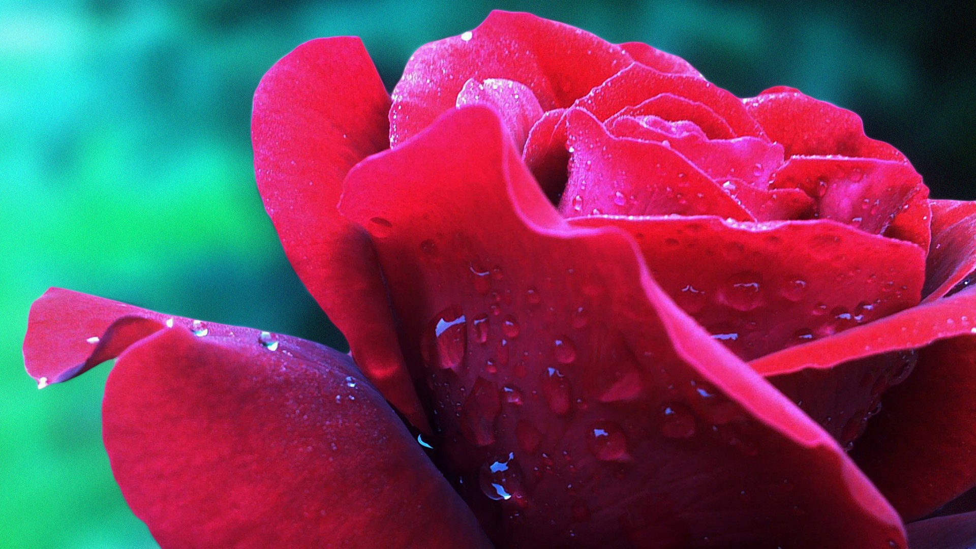 Rose Flower Nature Wallpaper 455 1920x1080 (1080p) - Wallpaper - HD