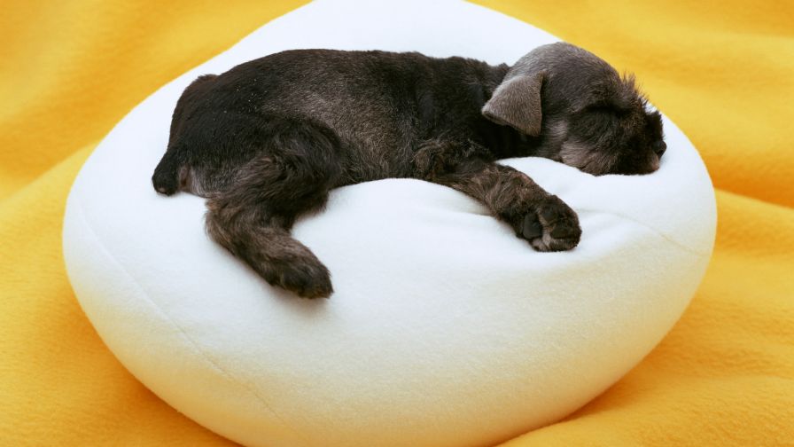 Sleeping Puppy Animal Wallpaper 711