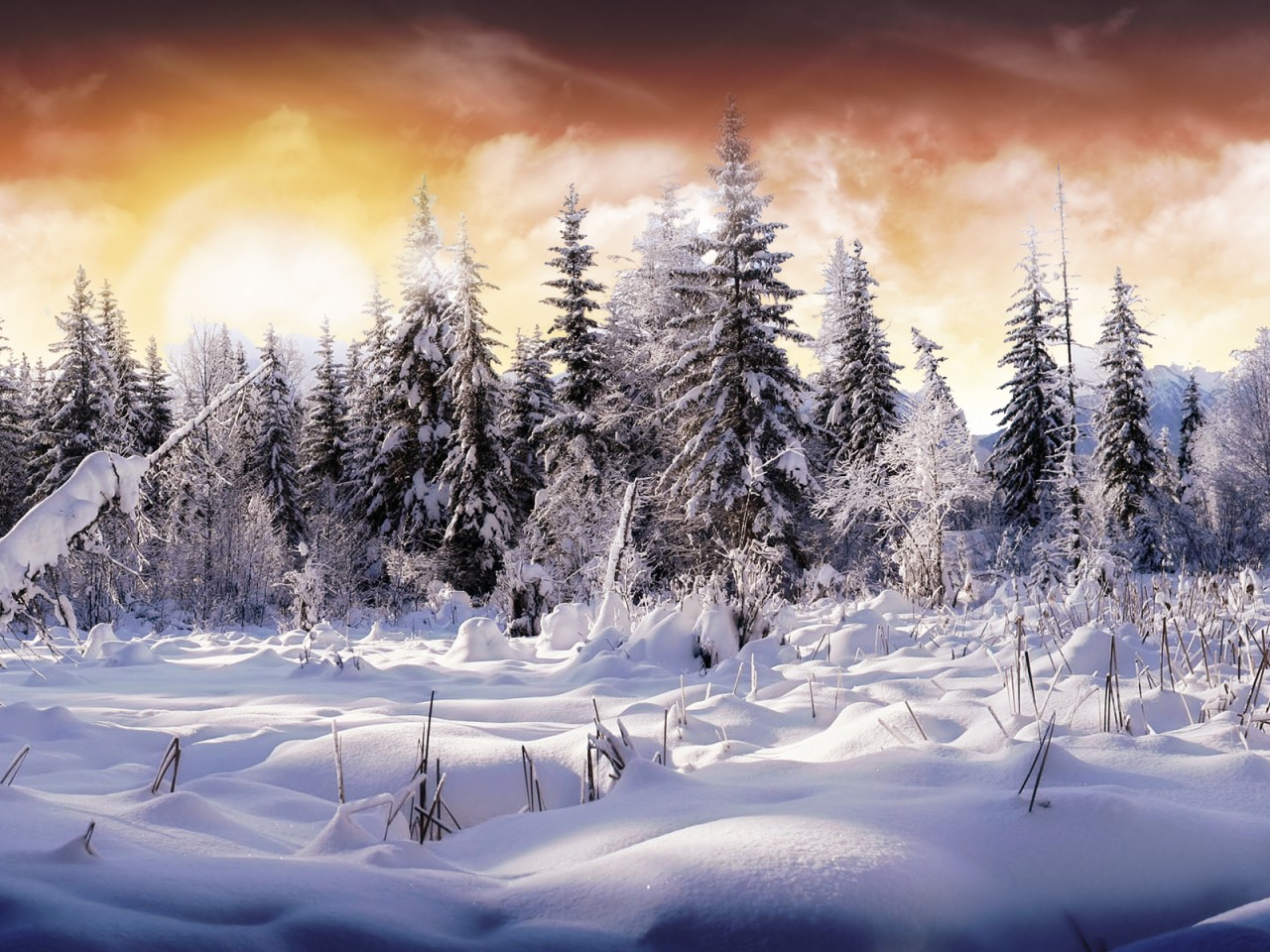 Snow Forest Winter Wallpaper 918