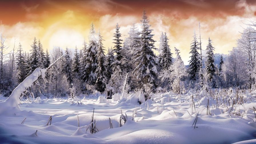 Snow Forest Winter Wallpaper 918