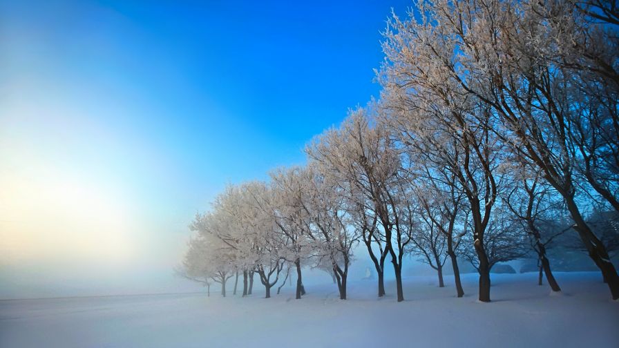 Snow Haze Trees Wallpaper 374