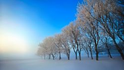 Snow Haze Trees Wallpaper 374