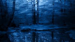 Snowy Forest Winter Wallpaper 353