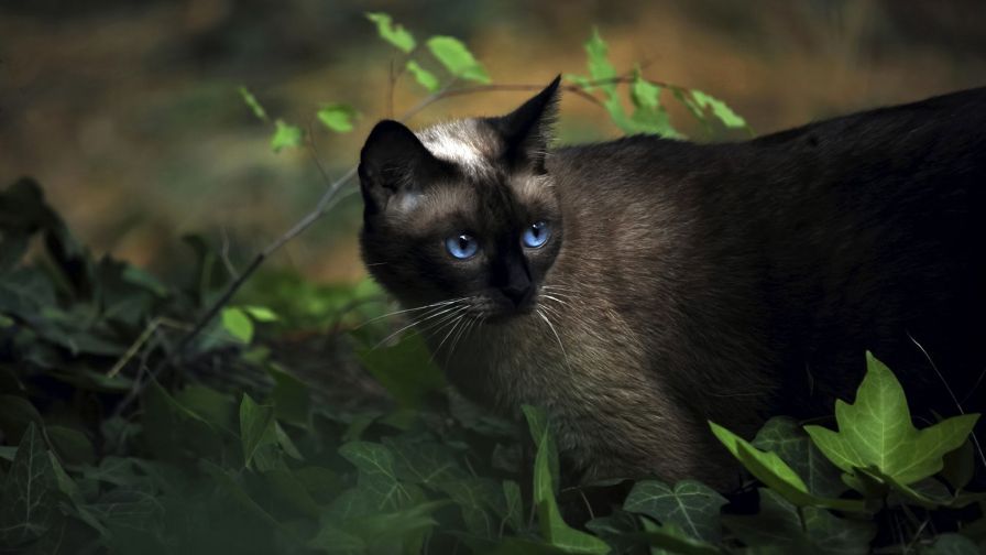 Stalking Cat Animal Wallpaper 079