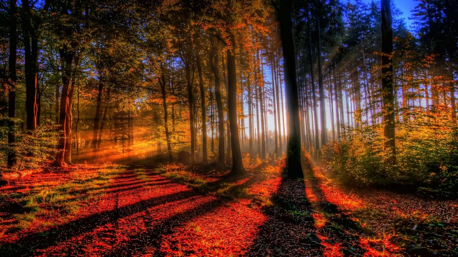 Sunlight Forest Nature Wallpaper 339