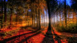 Sunlight Forest Nature Wallpaper 339