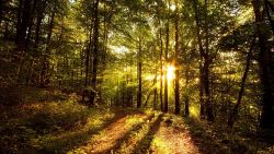 Sunlight Nature Forest Wallpaper 510