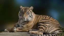 Tame Tiger Animal Wallpaper 116