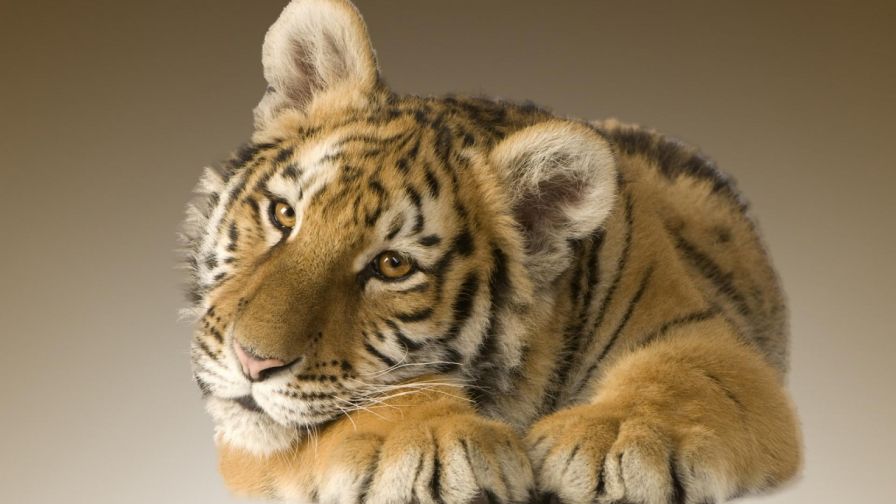 Tiger Cub Animal Wallpaper 589