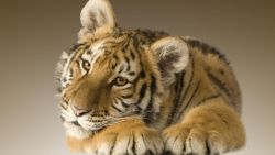 Tiger Cub Animal Wallpaper 589