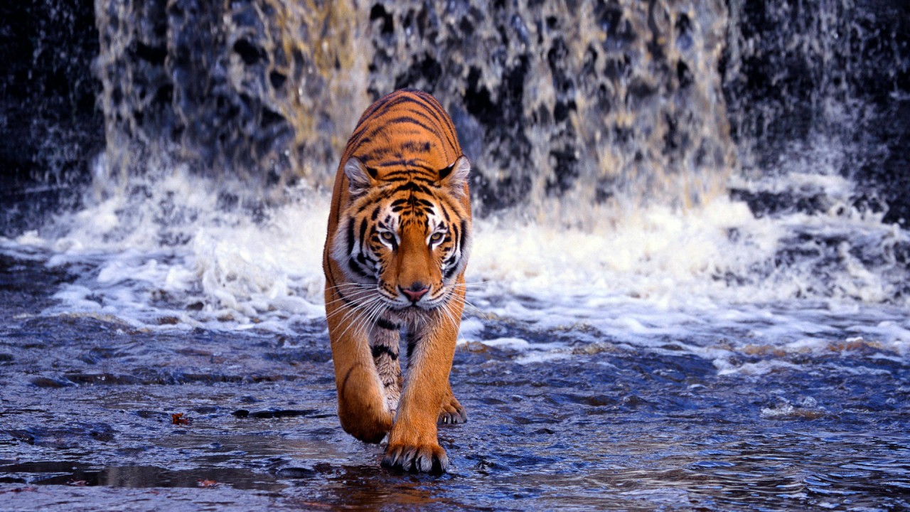 Tiger Waterfall Animal Wallpaper 611 1280x720 (720p  