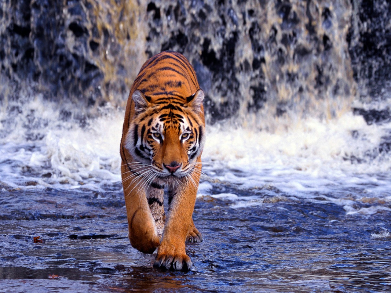 Tiger Waterfall Animal Wallpaper 611 1280x960 - Wallpaper  