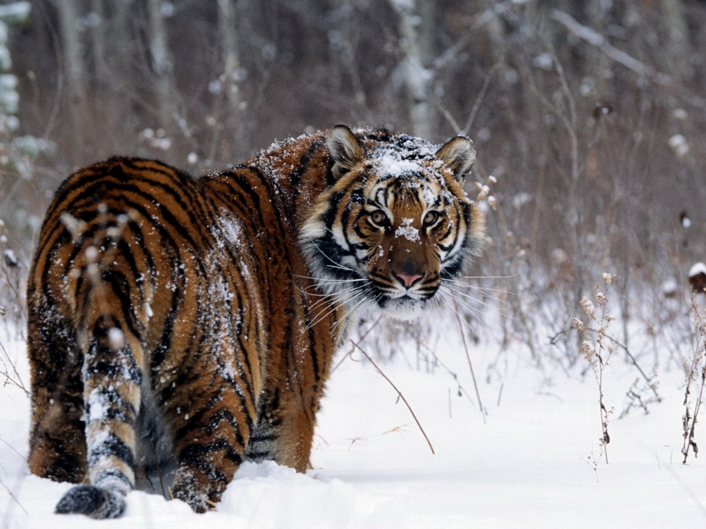 Tiger Winter Snow Wallpaper 792
