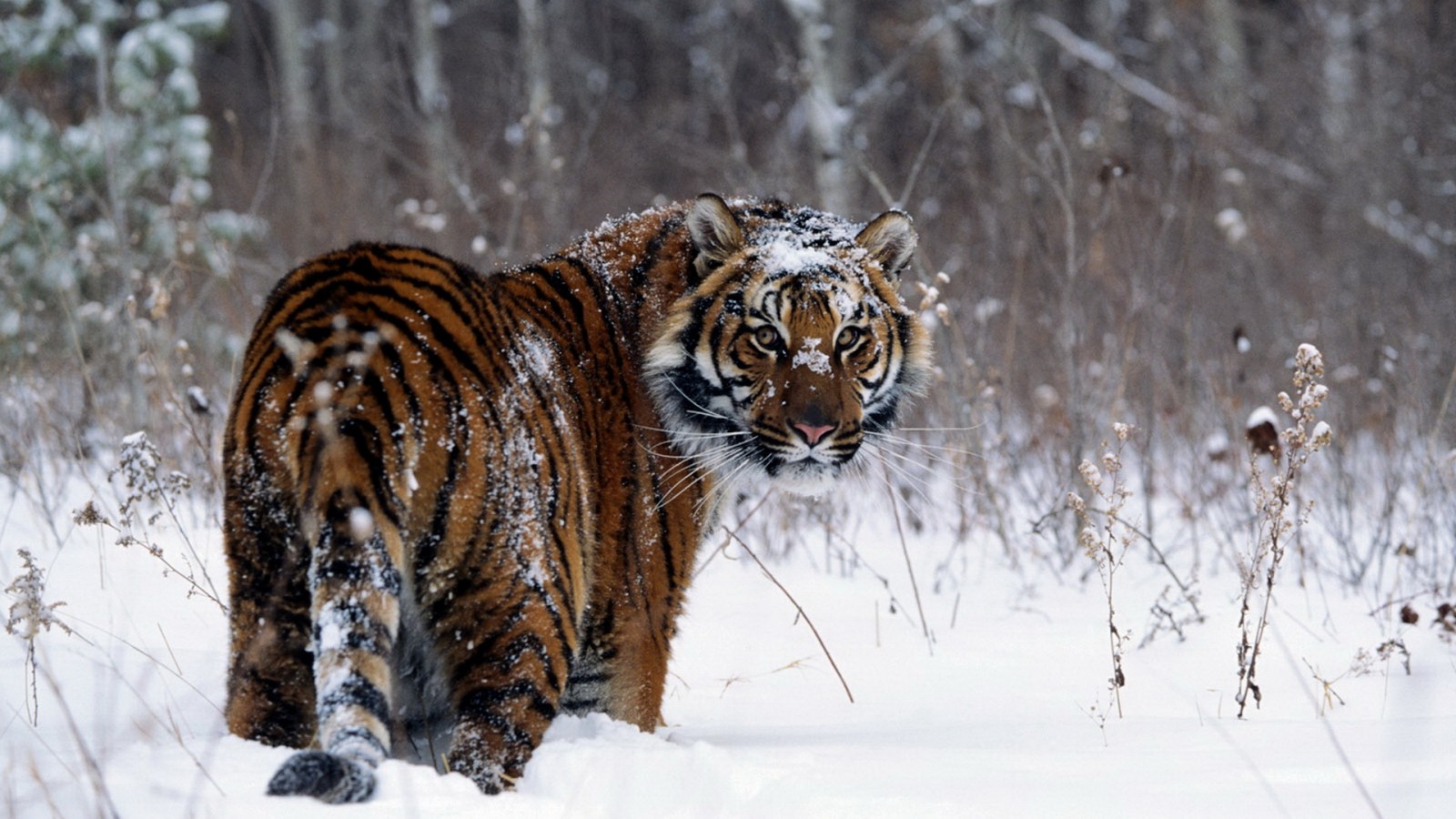 Tiger Winter Snow Wallpaper 792