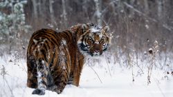 Tiger Winter Snow Wallpaper 792