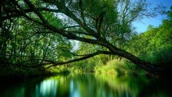 Tree Lake Nature Wallpaper 478