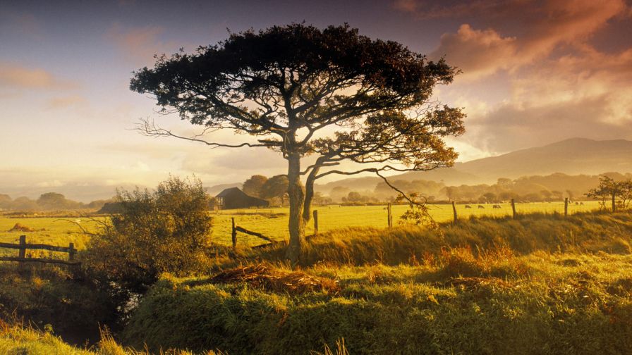 Tree Pasture Sunrise Wallpaper 744