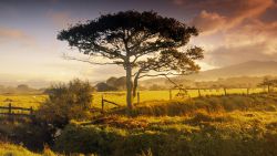 Tree Pasture Sunrise Wallpaper 744