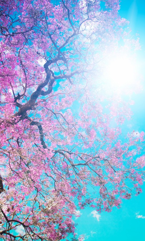 Tree Sun Spring Wallpaper 593