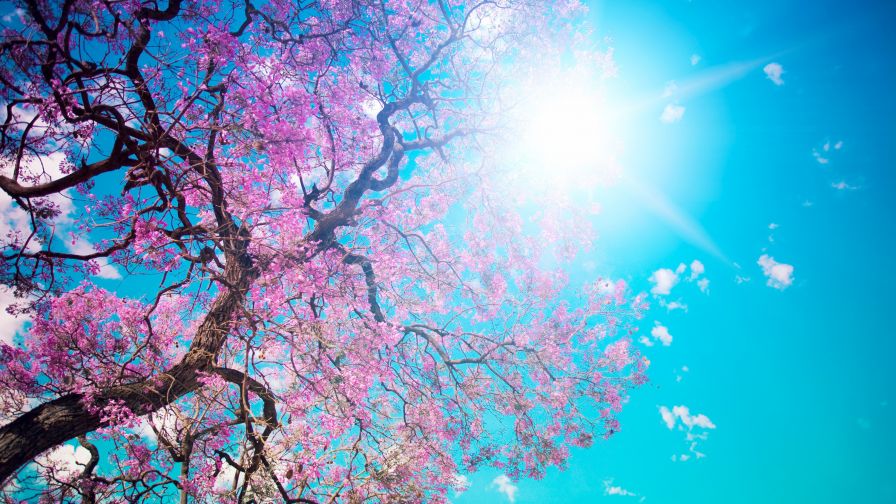 Tree Sun Spring Wallpaper 593