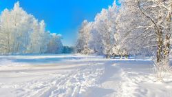 Trees Snow Winter Wallpaper 712