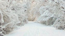 Trees Winter Snow Wallpaper 870