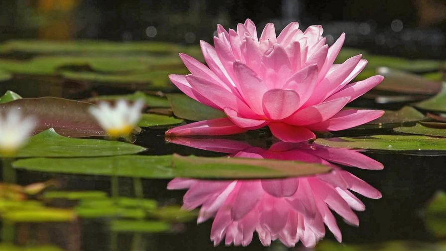 Water Lily Flower Wallpaper 482