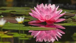 Water Lily Flower Wallpaper 482