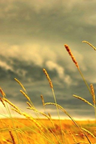 Wheat Field Clouds Wallpaper 073