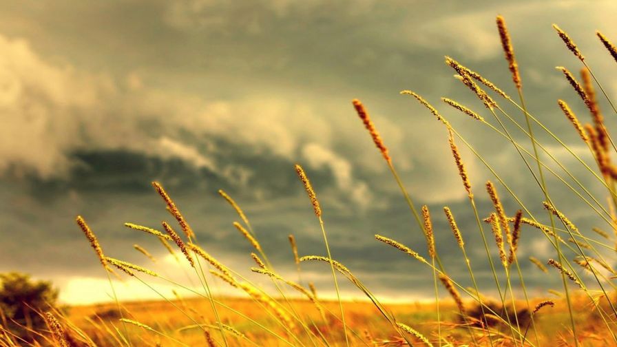 Wheat Field Clouds Wallpaper 073