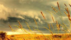 Wheat Field Clouds Wallpaper 073