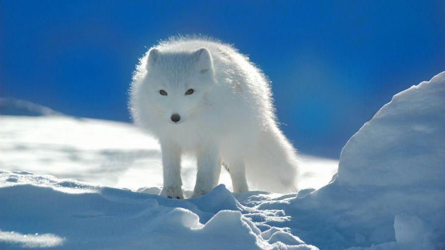 White Arctic Fox Wallpaper 695