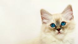 White Kitten Animal Wallpaper 644
