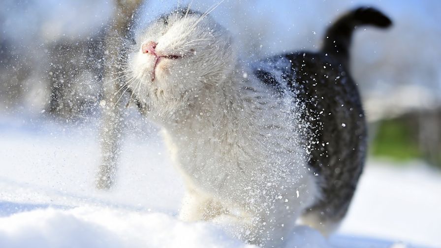 Winter Cat Snow Wallpaper 069