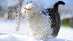 Winter Cat Snow Wallpaper 069