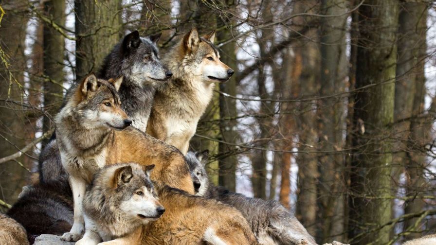 Wolf Family Animal Wallpaper 377