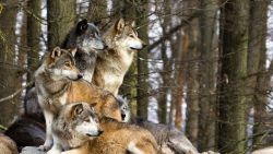 Wolf Family Animal Wallpaper 377