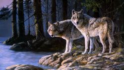 Wolf Pack Animal Wallpaper 142